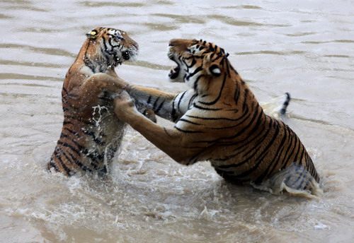 Manchurian tigers cool off in water