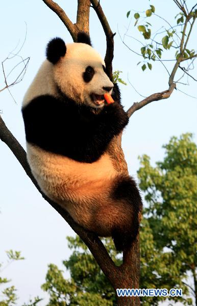 Giant pandas enjoy new home in Xiuning