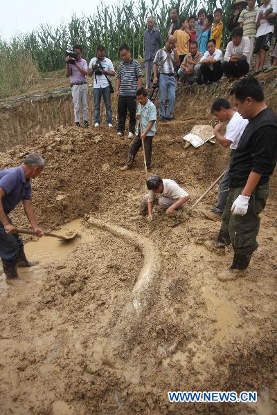 Fossil of ancient elephant's tusk unearthed in Bozhou