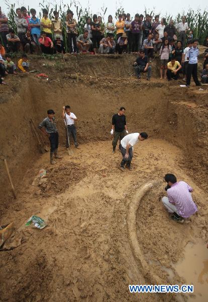 Fossil of ancient elephant's tusk unearthed in Bozhou