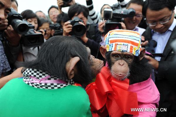 Chimpanzees's wedding ceremony