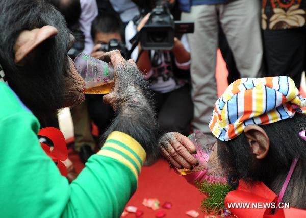 Chimpanzees's wedding ceremony