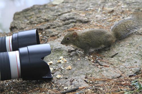 Lovely food seeker at Huangshan Mountain