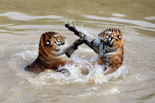 Tigers play in water in Huangshan Mountain