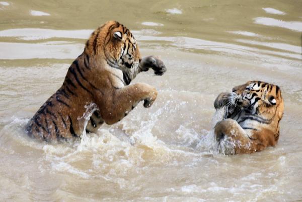 Tigers play in water in Huangshan Mountain