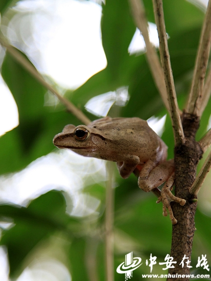 Big yellow tree frog seen in Maren Mountain