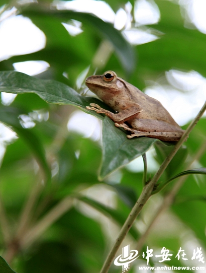 Big yellow tree frog seen in Maren Mountain