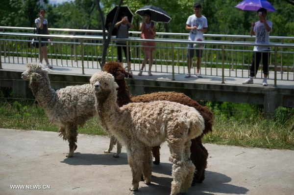 Alpacas shaved at Hefei Wildlife Park