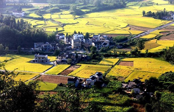 View of paddy rice fields in Huangshan