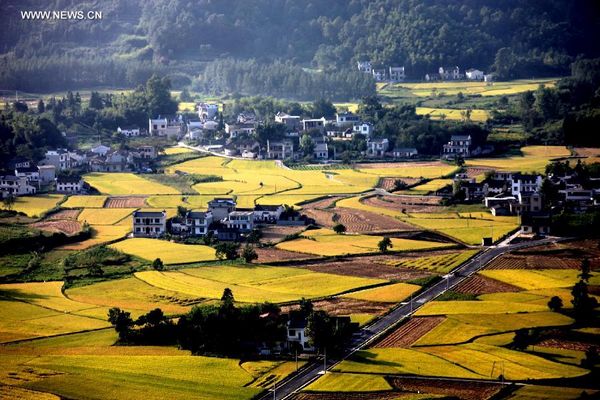 View of paddy rice fields in Huangshan