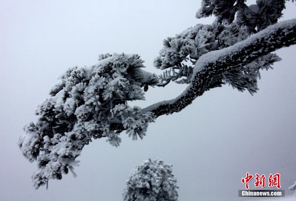 Rime scenery in Huangshan Mountain