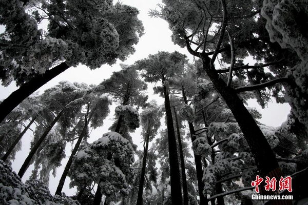 Rime scenery in Huangshan Mountain