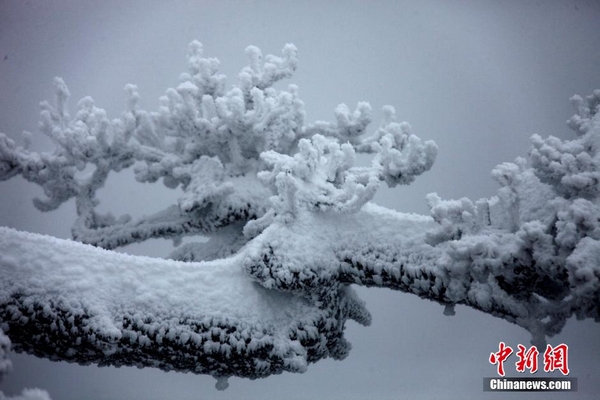 Rime scenery in Huangshan Mountain