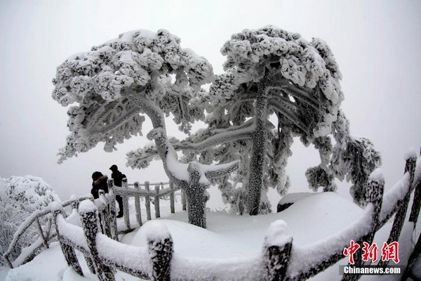 Rime scenery in Huangshan Mountain