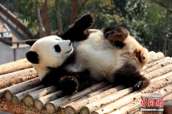 Pandas enjoy sunny winter time in Anhui