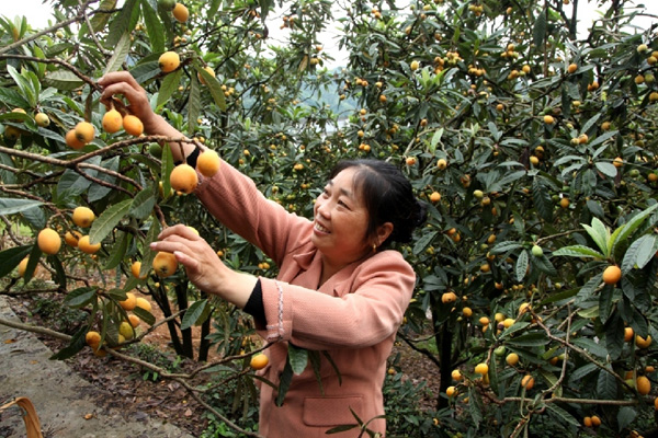 Picking loquats