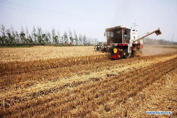 Winter wheat harvest halfway home