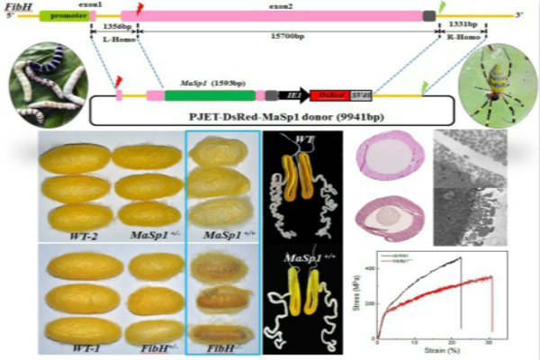 Chinese scientists use transgenic silkworms to produce spider silk