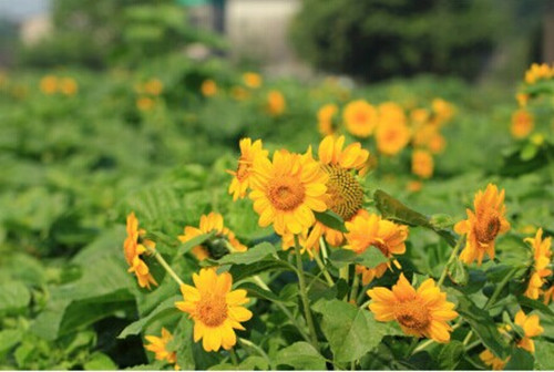 Joy Sunflower Field in full bloom