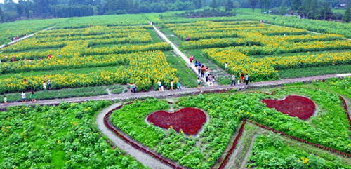 Joy Sunflower Field in full bloom