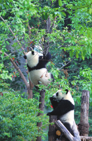 Pandas, hotpot and more in Chengdu