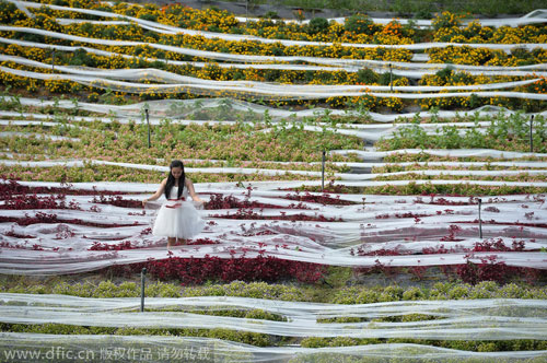 4,100m wedding dress to apply for Guinness book of records