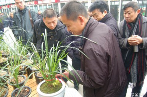 Orchid Fair to open in Wenjiang