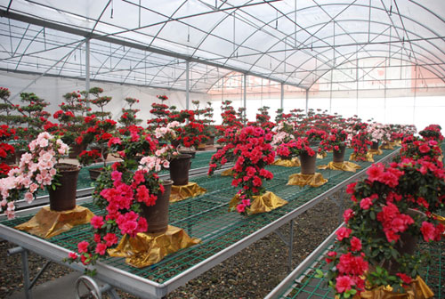 Trees and flowers trade fair to open in Wenjiang