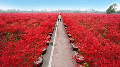 Wenjiang maple garden offers spectacular red scenery
