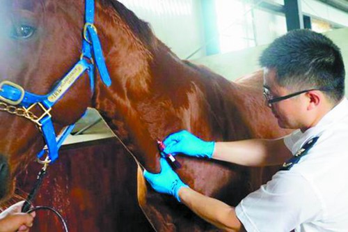 Australian horses to contribute to equestrianism in Wenjiang