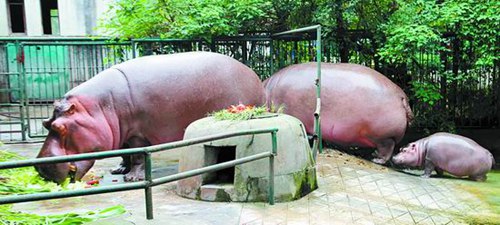 Animals have mooncakes for Mid-Autumn Festival