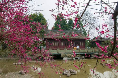 Places to appreciate plum blossoms in Wenjiang