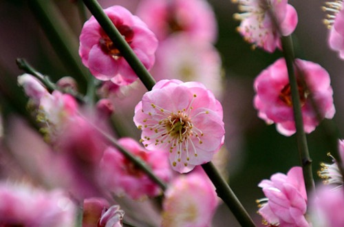 Places to appreciate plum blossoms in Wenjiang