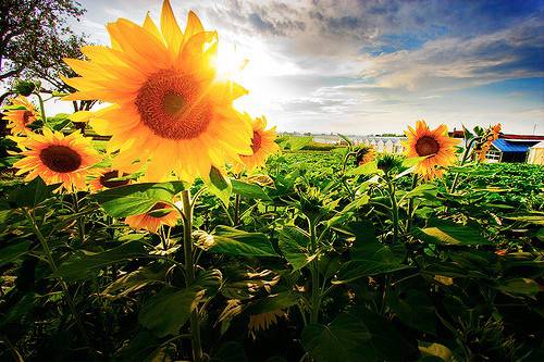 Chengdu district launches culture and flower festival to lure visitors