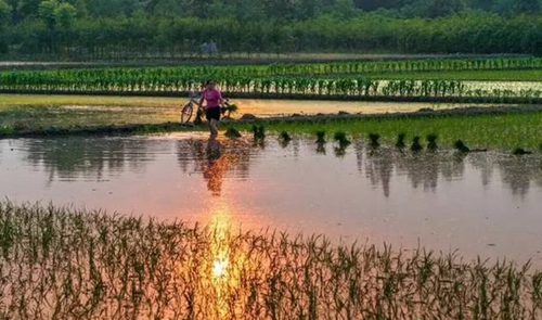 Discover 'cool' places in Wenjiang (I)