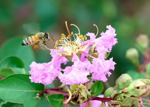 Crape Myrtle Garden