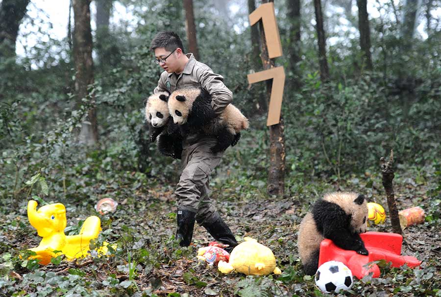 Panda cubs pose for New Year greetings in SW China