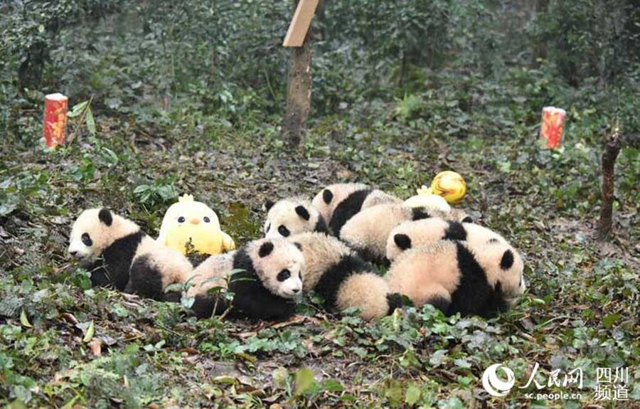 Panda cubs pose for New Year greetings in SW China