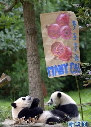 Panda Bao Bao to be rehomed in Chengdu