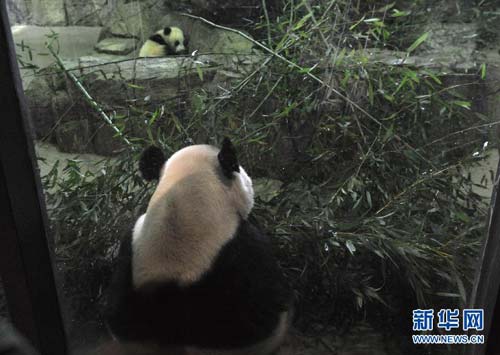 Panda Bao Bao to be rehomed in Chengdu