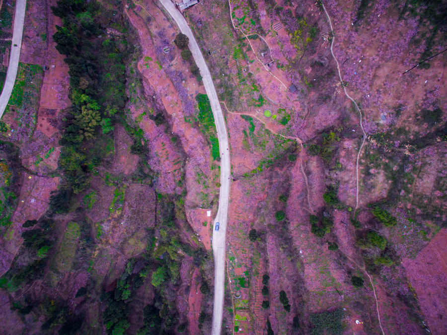 Peach blossoms turn SW China pink