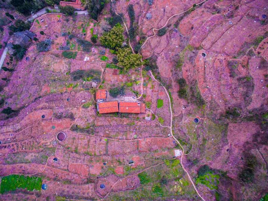 Peach blossoms turn SW China pink