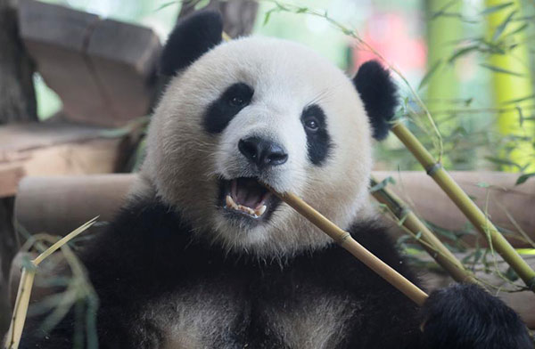 A short history of panda fever worldwide