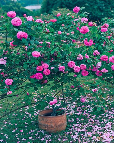 Wenjiang roses