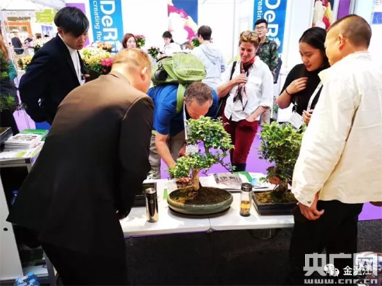 Wenjiang bonsai