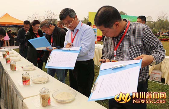 Wenjiang holds quality rice tasting activity