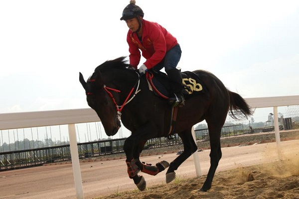 Equestrian festival promotes Wenjiang integrative development