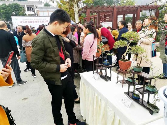 Wenjiang holds micro-bonsai competition