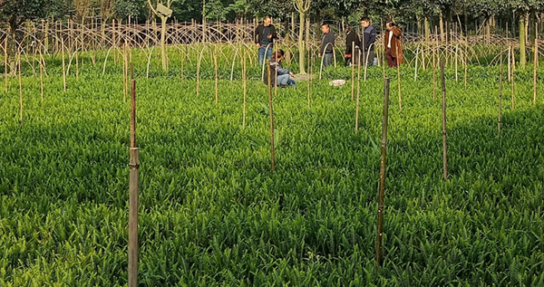 Tuber ferns bring prosperity to Wenjiang