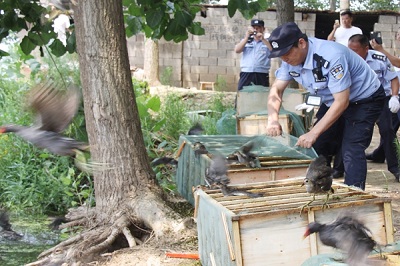 Jiangsu police save hundreds of endangered aquatic birds